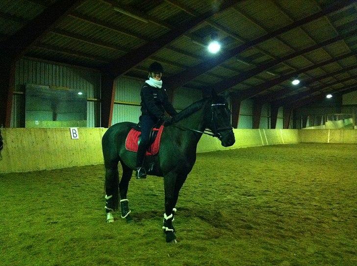 Dansk Varmblod Uniq-Vitz - Uniq & jeg februar 2011 billede 10