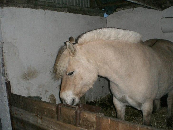 Fjordhest kildegårdens fie *RIP* billede 2