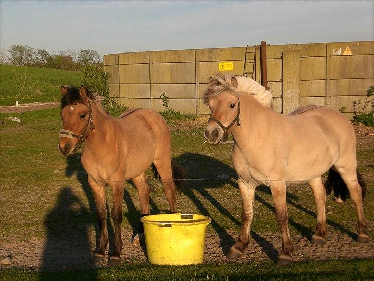 Fjordhest kildegårdens fie *RIP* - søde fie med sit skønne føl verona billede 3