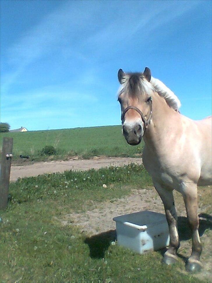 Fjordhest kildegårdens fie *RIP* billede 4