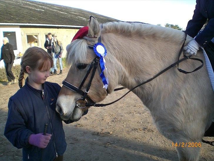 Fjordhest kildegårdens fie *RIP* billede 5