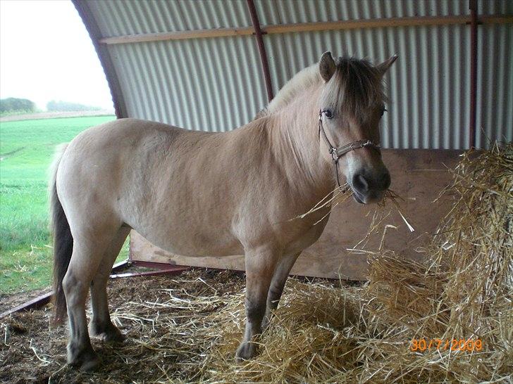 Fjordhest kildegårdens fie *RIP* billede 6