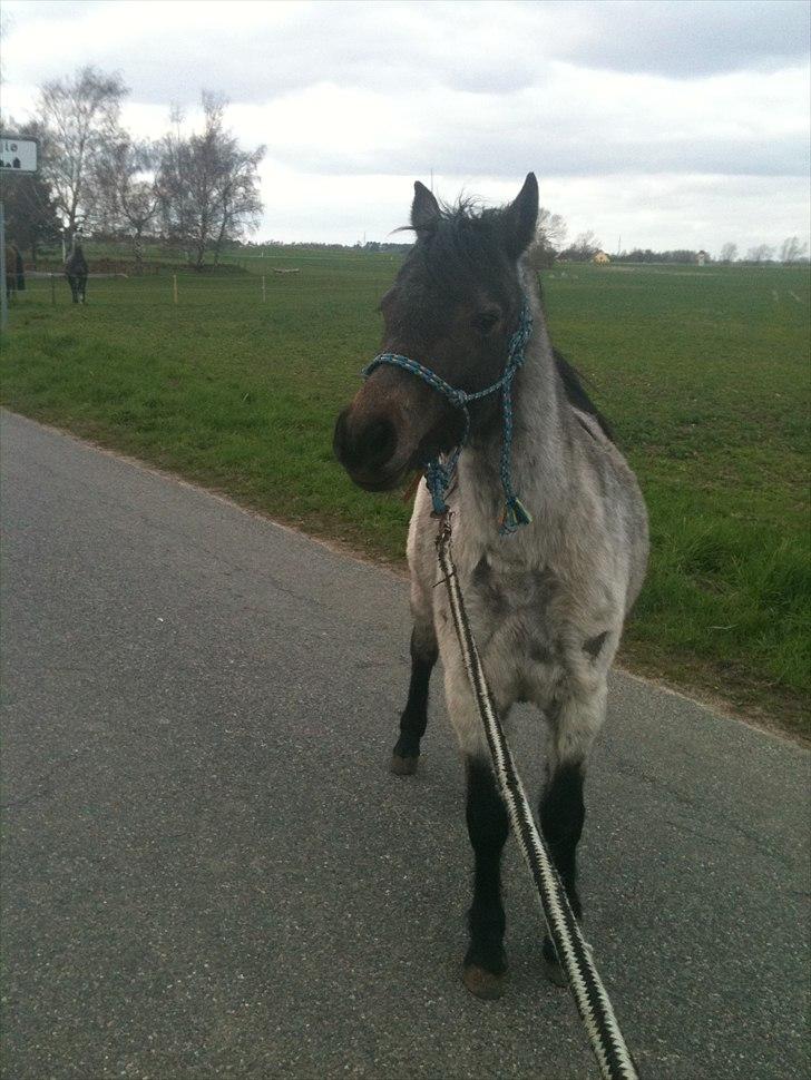 Welsh Mountain (sec A)  Cerét  - You´re the one that gives me - a reason to believe  billede 7