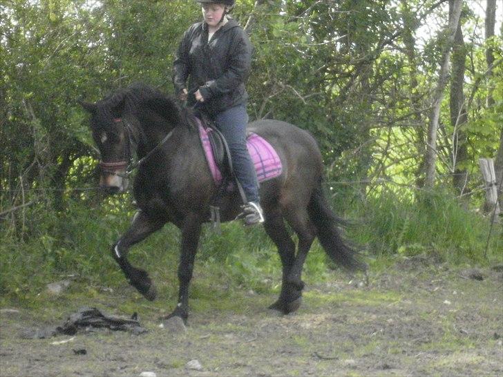 New Forest † Belina R.I.P † - Dressur.. (mine hænder ligner spasser men pyt) du gør mig glad selv på regnfulde dage.. billede 7