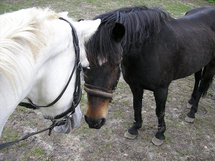 New Forest † Belina R.I.P † - Sir & Belina <3 fordi jeg stoler på jer.. og i lytter når jeg er ked.. billede 8