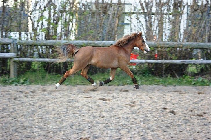 Tysk Sportspony Sultan <3  Solgt :'( billede 14