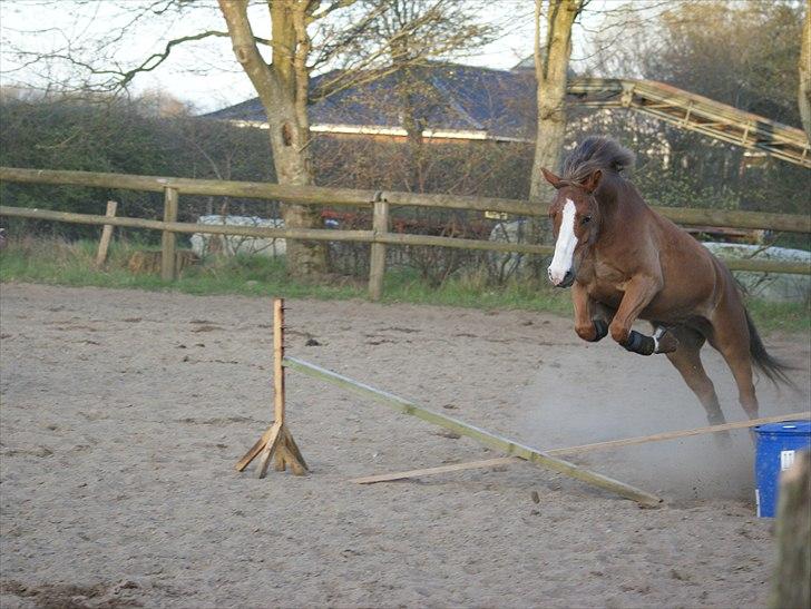 Tysk Sportspony Sultan <3  Solgt :'( billede 15