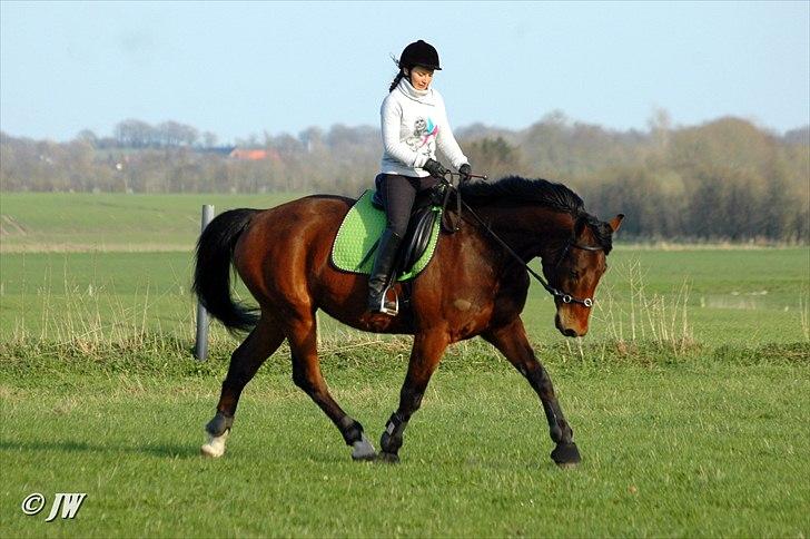 Anden særlig race Stauslykkes Le'Cato - © JW Forår 2011 billede 14