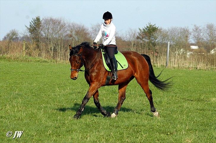Anden særlig race Stauslykkes Le'Cato - © JW Forår 2011 billede 15