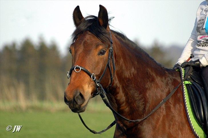 Anden særlig race Stauslykkes Le'Cato - © JW Forår 2011 billede 16