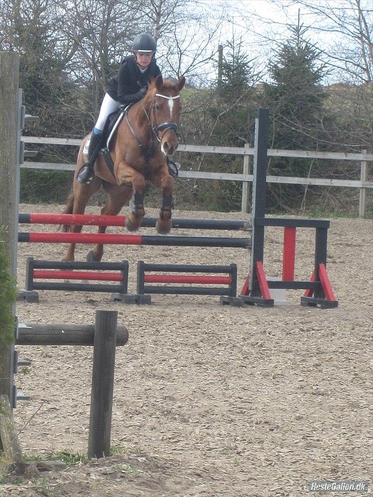 Irsk Sportspony Rivertown's Rose - klub stævne - svejstrup.
vandt lb** på hjemmebane ((-; <3 billede 2