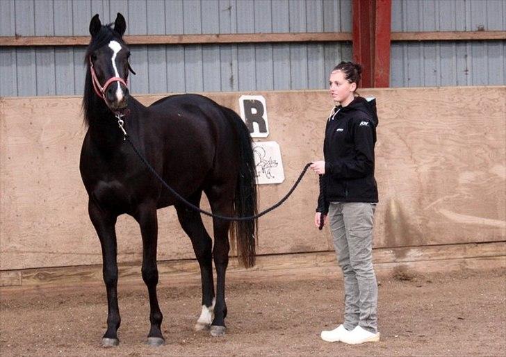 Sportsaraber (A) helleruphus pandora - pandora leger model billede 3