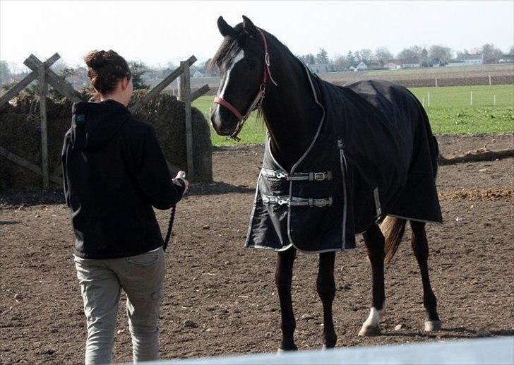 Sportsaraber (A) helleruphus pandora - henter hende på folden billede 4
