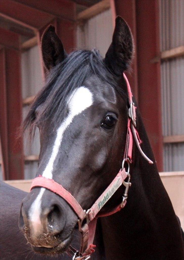 Sportsaraber (A) helleruphus pandora - Hej Jeg er araber, kan I se det? :) billede 2