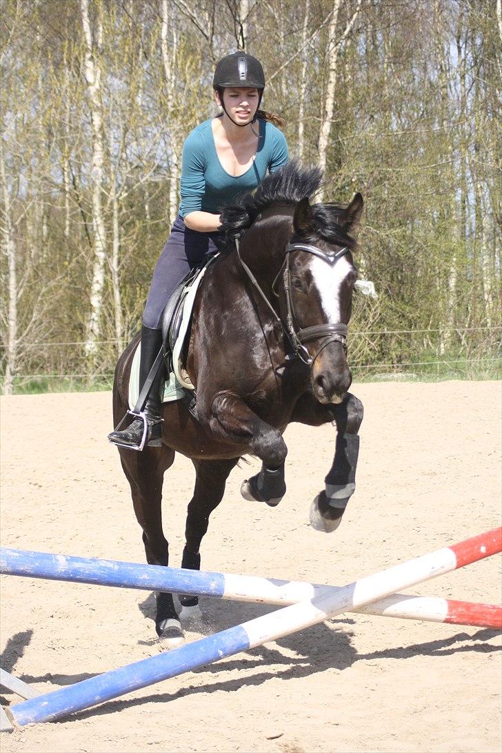 Polsk Varmblod Krasny himmelhest :'( <3 billede 19