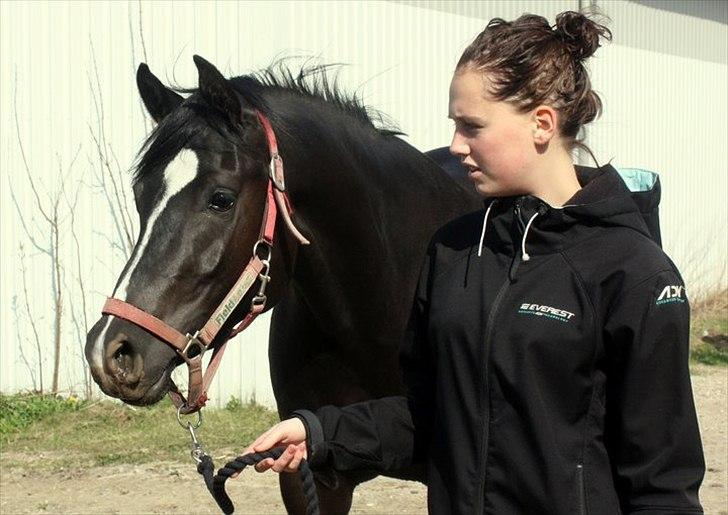 Sportsaraber (A) helleruphus pandora - 2. dag jeg havde hende billede 1