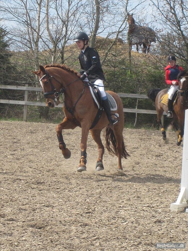 Irsk Sportspony Rivertown's Rose - klub stævne - svejstrup.
vandt lb** på hjemmebane ((-: <3 billede 3