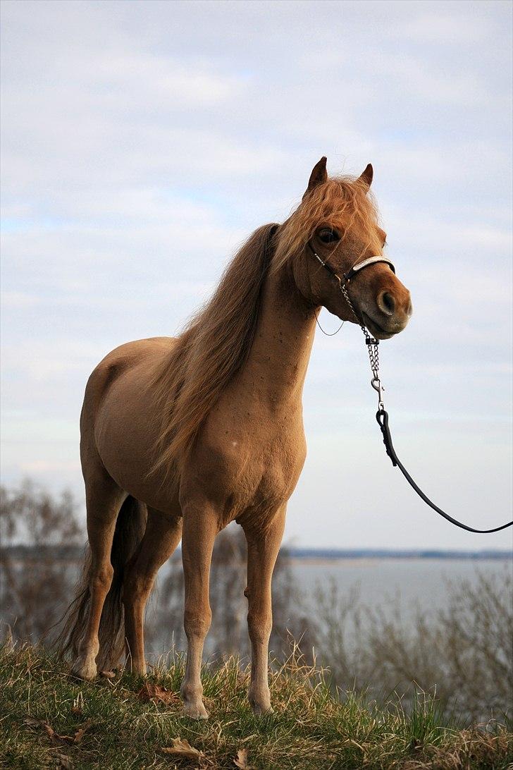 Dansk Miniature Olympias Darling Delaila - D. 15 april 2011 - foto Jette N billede 9