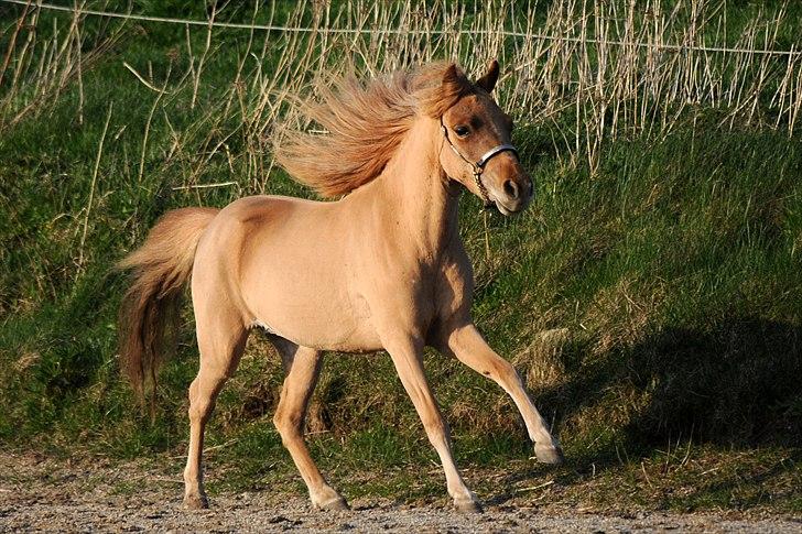 Dansk Miniature Olympias Darling Delaila - D. 15 april 2011 - foto Jette N billede 11