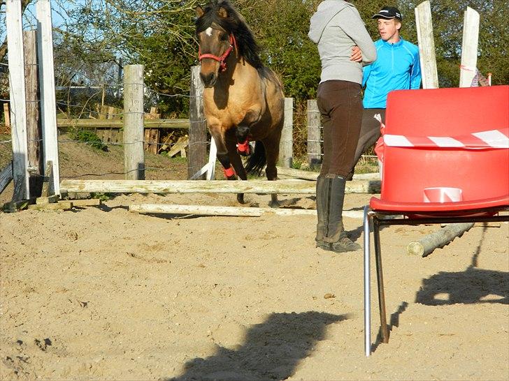 Anden særlig race Bailey <3 - Du Tar mig tættere på Himlen !<3 Du var så sej til at springe!<3 Jeppe og Jette står meget i vejen:-P |Foto:Alberte Jensen| billede 16