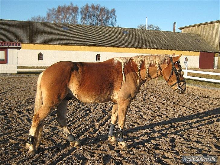 Tyroler Haflinger Nam Nam *DrØmMePoNyEn*  - ( Sidsel tog det ) billede 10