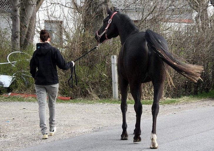 Sportsaraber (A) helleruphus pandora - over på strøgården og gå tur også 2. dag billede 6