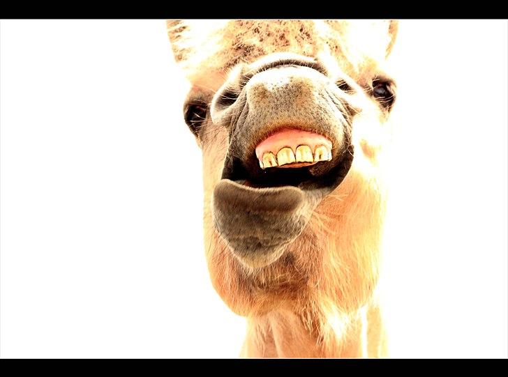 Fjordhest kildegårdens fie *RIP* - træt pony xD billede 7