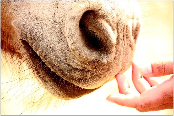 Fjordhest kildegårdens fie *RIP* billede 8