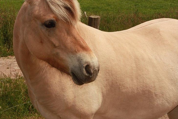 Fjordhest kildegårdens fie *RIP* billede 9