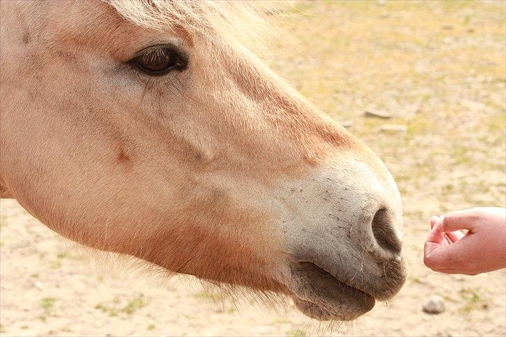 Fjordhest kildegårdens fie *RIP* billede 10