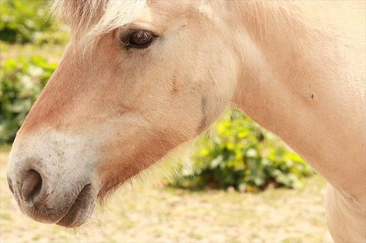 Fjordhest kildegårdens fie *RIP* billede 11