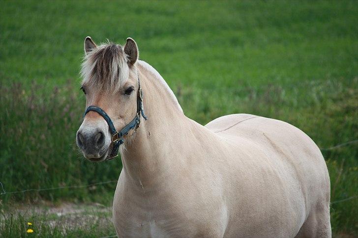 Fjordhest kildegårdens fie *RIP* billede 1
