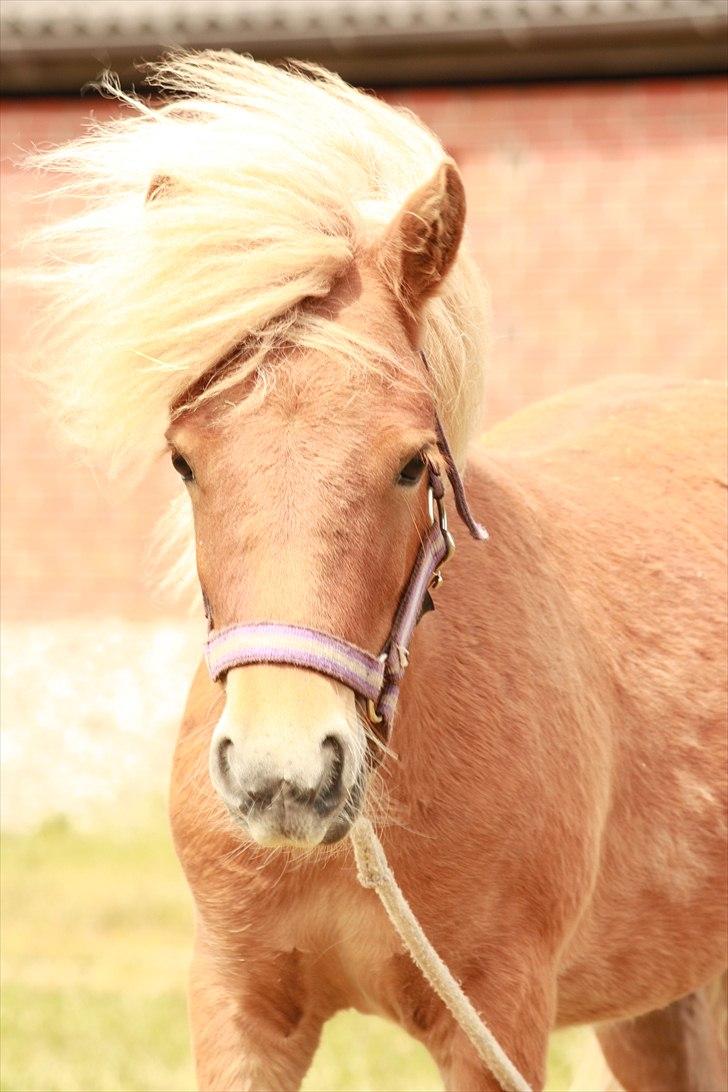 Shetlænder Flintdales Bjørk R.I.P  billede 17