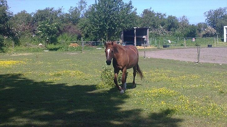 New Forest Fanta - jeg elsker folden billede 3