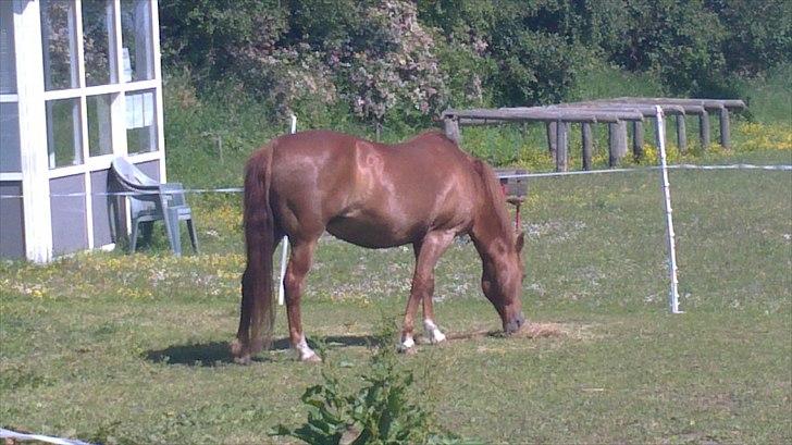 New Forest Fanta - nam nam græs billede 4