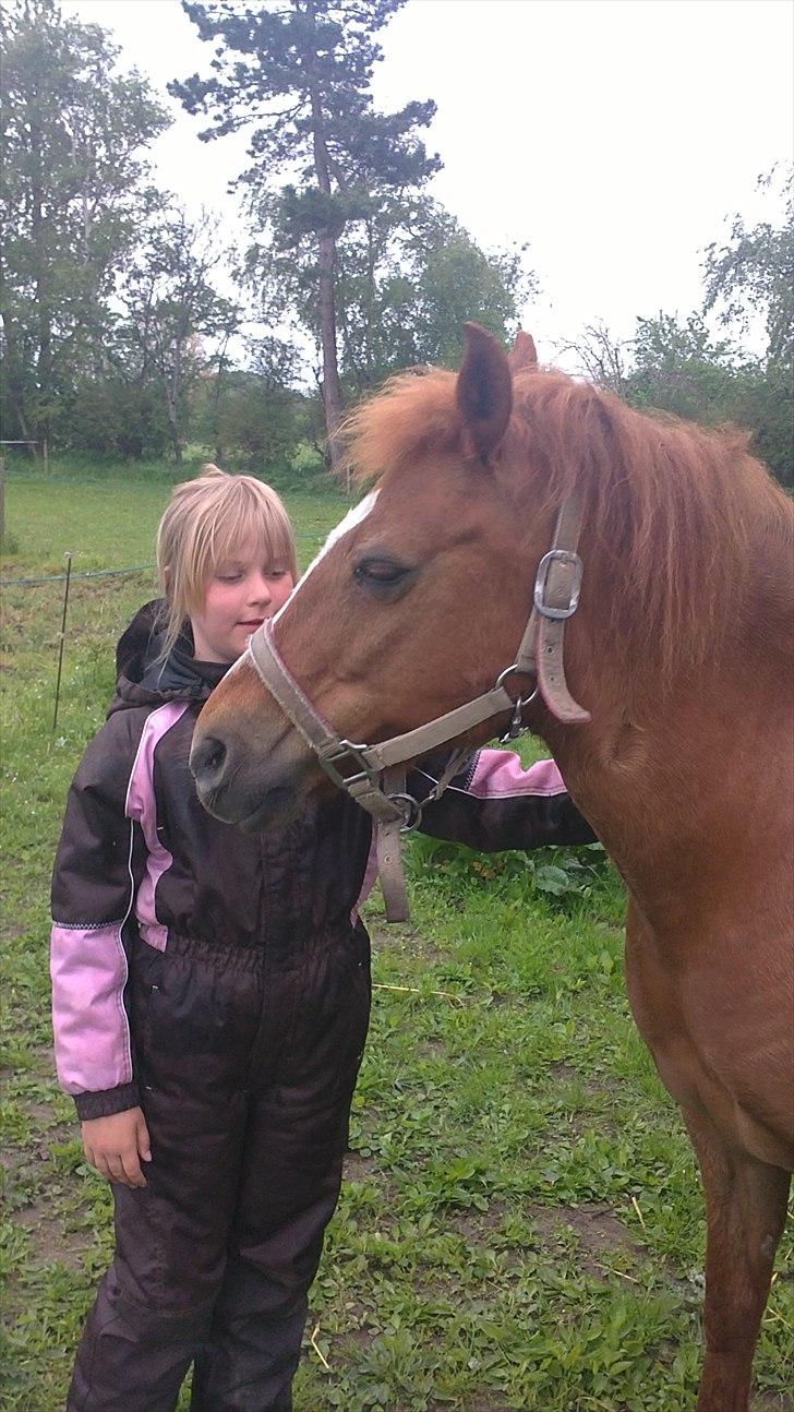 New Forest Fanta - en dag med hygge ikk fanta billede 5