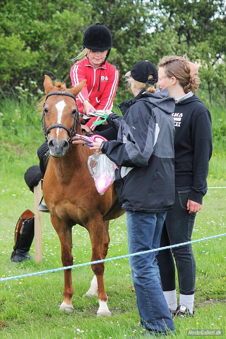 New Forest Fanta - en 3 plas det bliver ikk bedrer vel fanta billede 6