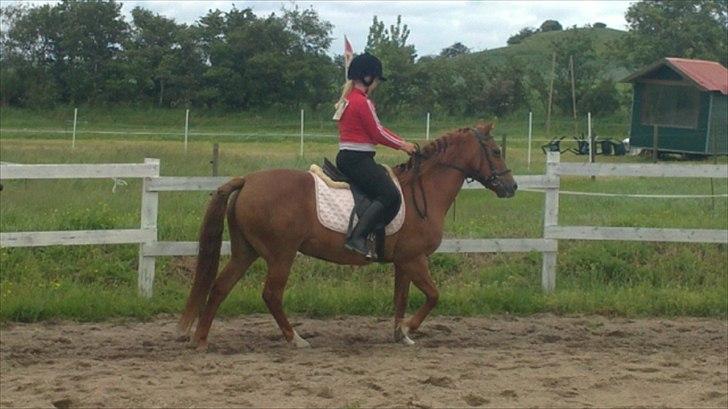 New Forest Fanta - før vi skal til stævne i ringridning billede 8