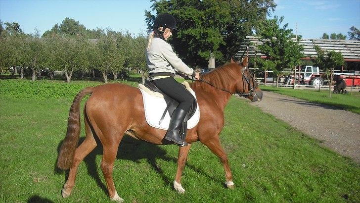 New Forest Fanta - hos fantas gammle ejer min fars søster billede 7