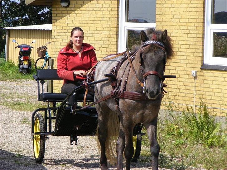 Islænder Af´kavi fra Grøftekanten billede 17