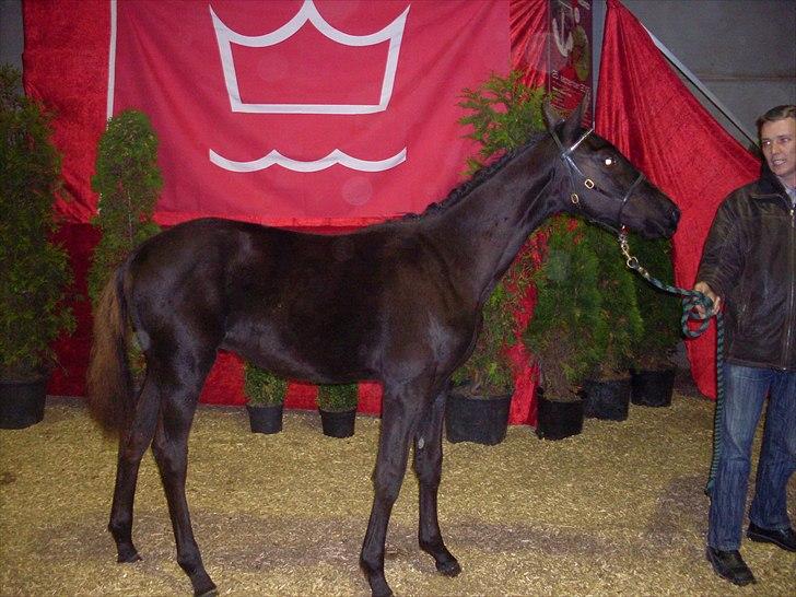 Dansk Varmblod Højbo´ Mylow  billede 7