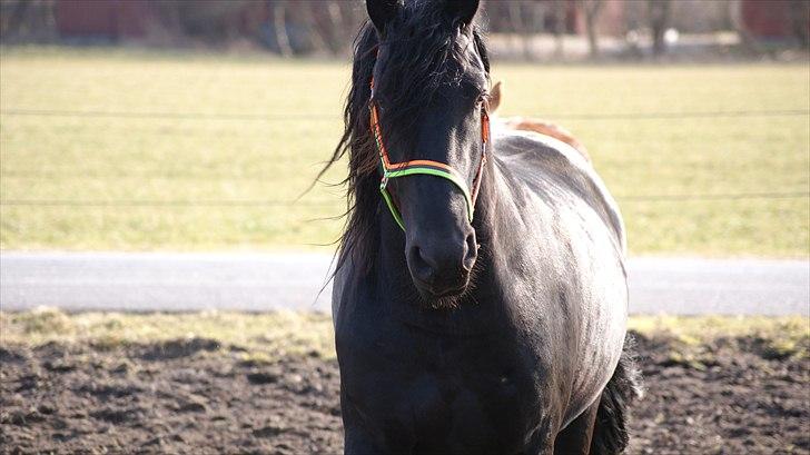 Frieser Zeppelin Terplinggaard <3 billede 17