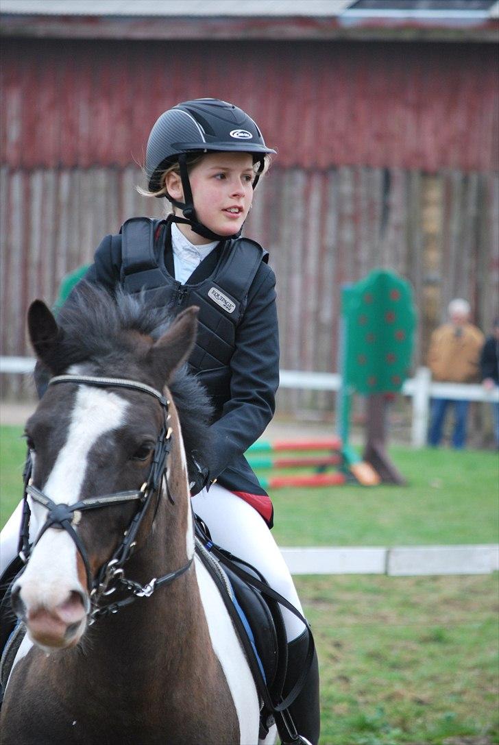 Anden særlig race Søndergårdens Negro billede 11