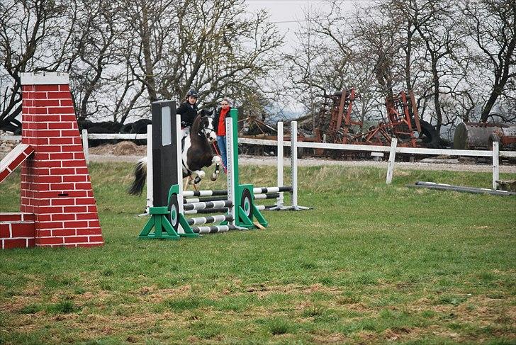 Anden særlig race Søndergårdens Negro billede 12