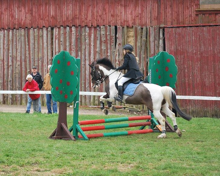 Anden særlig race Søndergårdens Negro billede 13