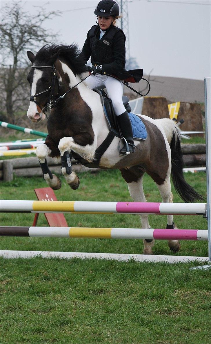 Anden særlig race Søndergårdens Negro billede 15