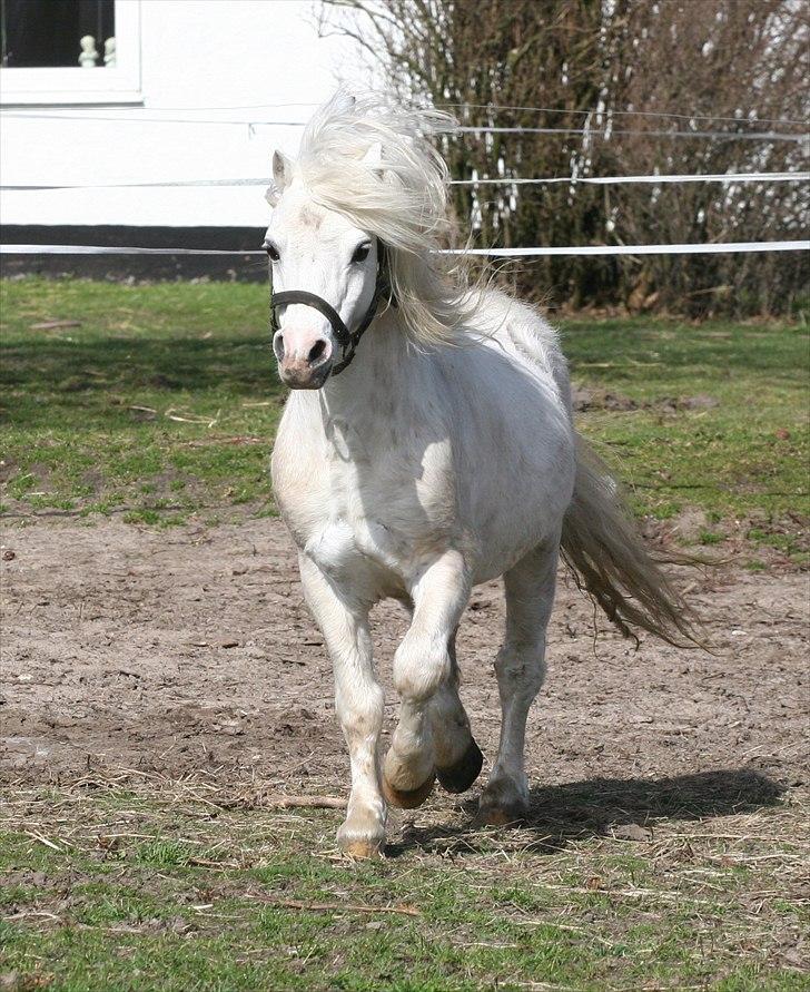 Welsh Mountain (sec A) Trellebjergs Don billede 3