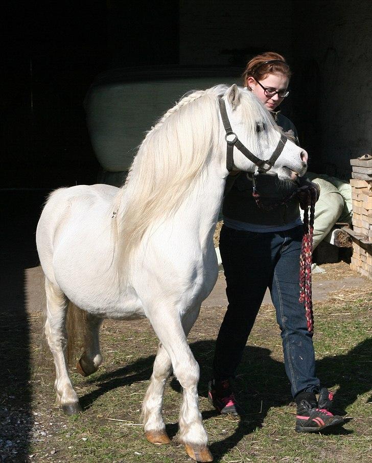 Welsh Mountain (sec A) Trellebjergs Don billede 4