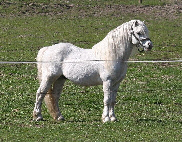 Welsh Mountain (sec A) Trellebjergs Don billede 5