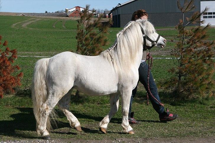 Welsh Mountain (sec A) Trellebjergs Don billede 6
